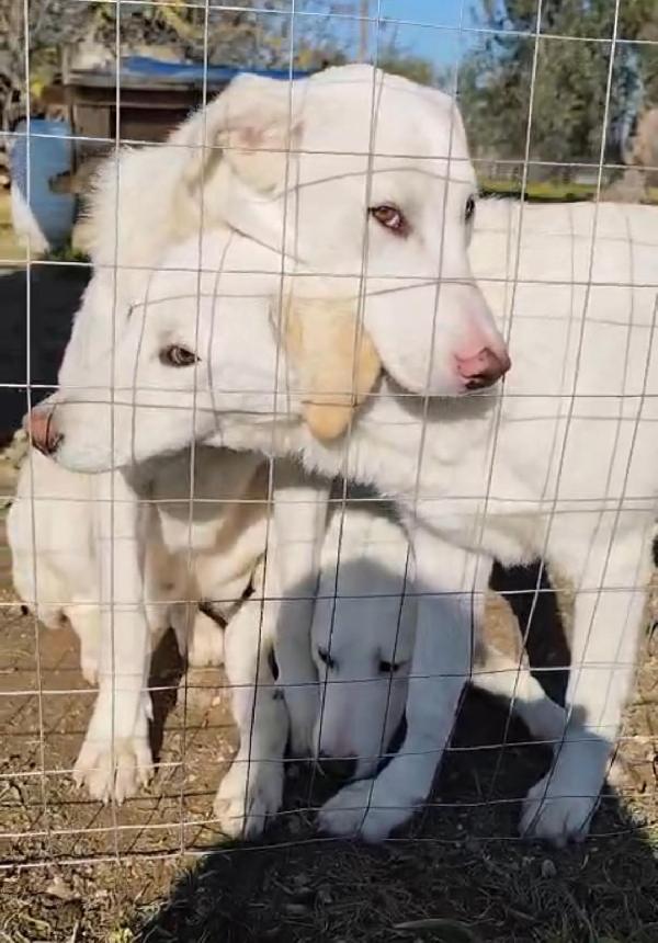 Husky, Chuck E Miele